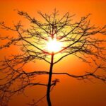 Fornire biocarburante dal sole? Adesso si può