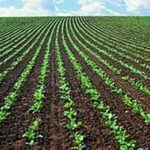 Biocarburanti vs. bioelettricità, quale dei due è più efficiente?